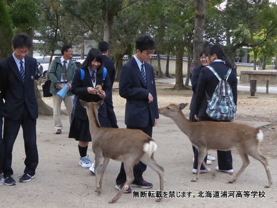 奈良公園で鹿と戯れ